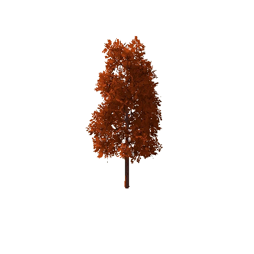 Tree_B Autumn_4